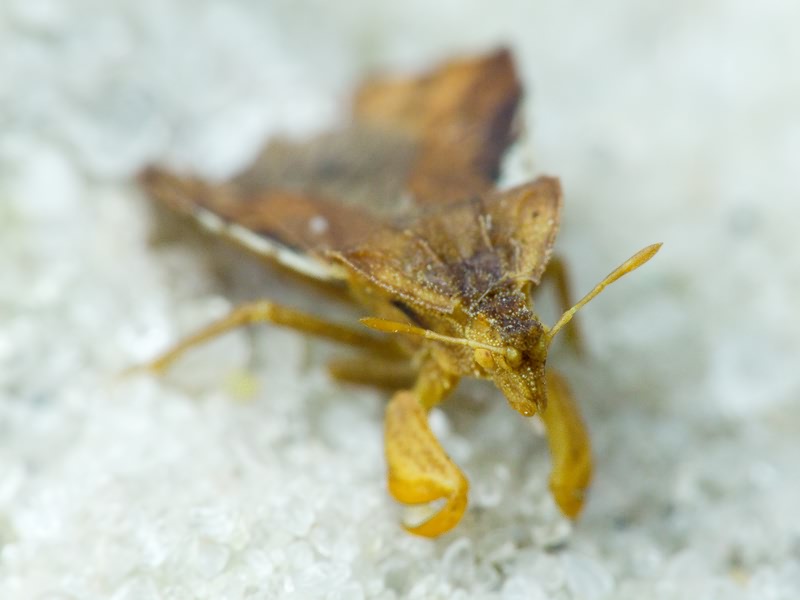 Phymata crassipes (Fabricius, 1775)